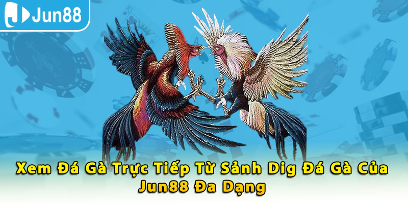 Xem đá gà trực tiếp từ sảnh DIG đá gà của Jun88 đa dạng 