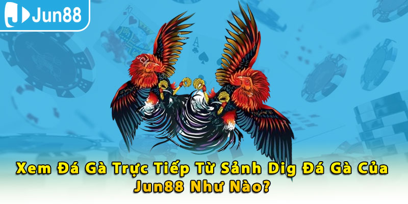 Xem đá gà trực tiếp từ sảnh DIG đá gà của Jun88 như nào?